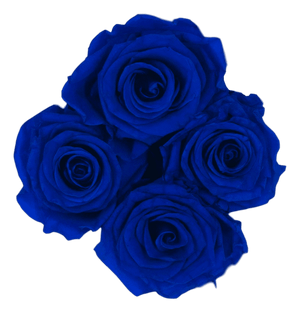 flowerbox rose éternelle | L'Eternelle Rose